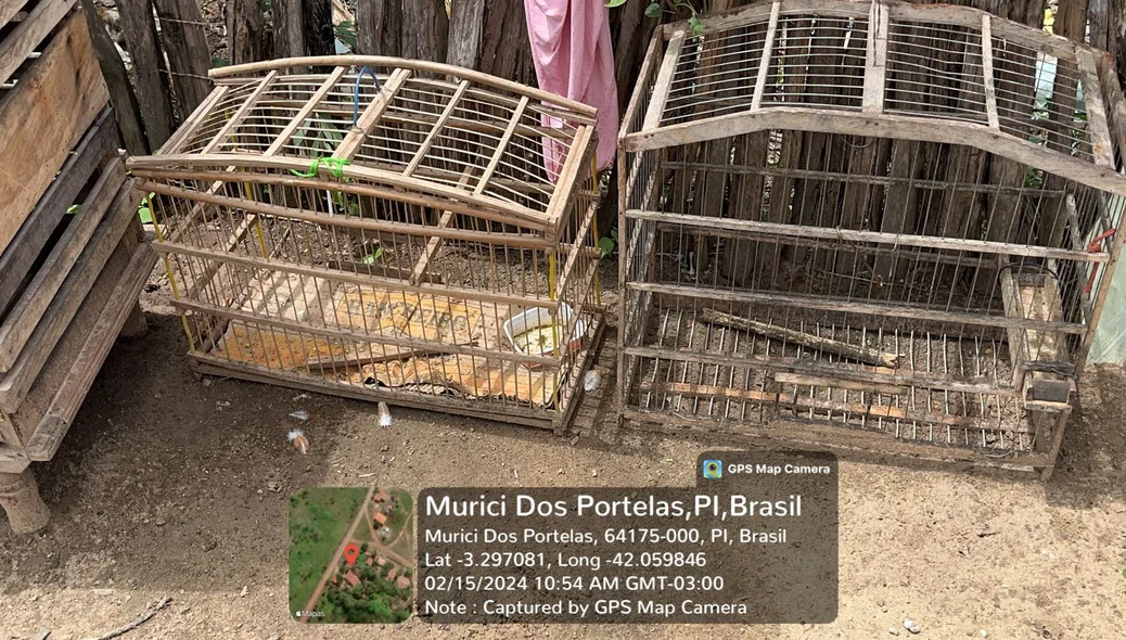 Gaiolas em que aves eram colocadas