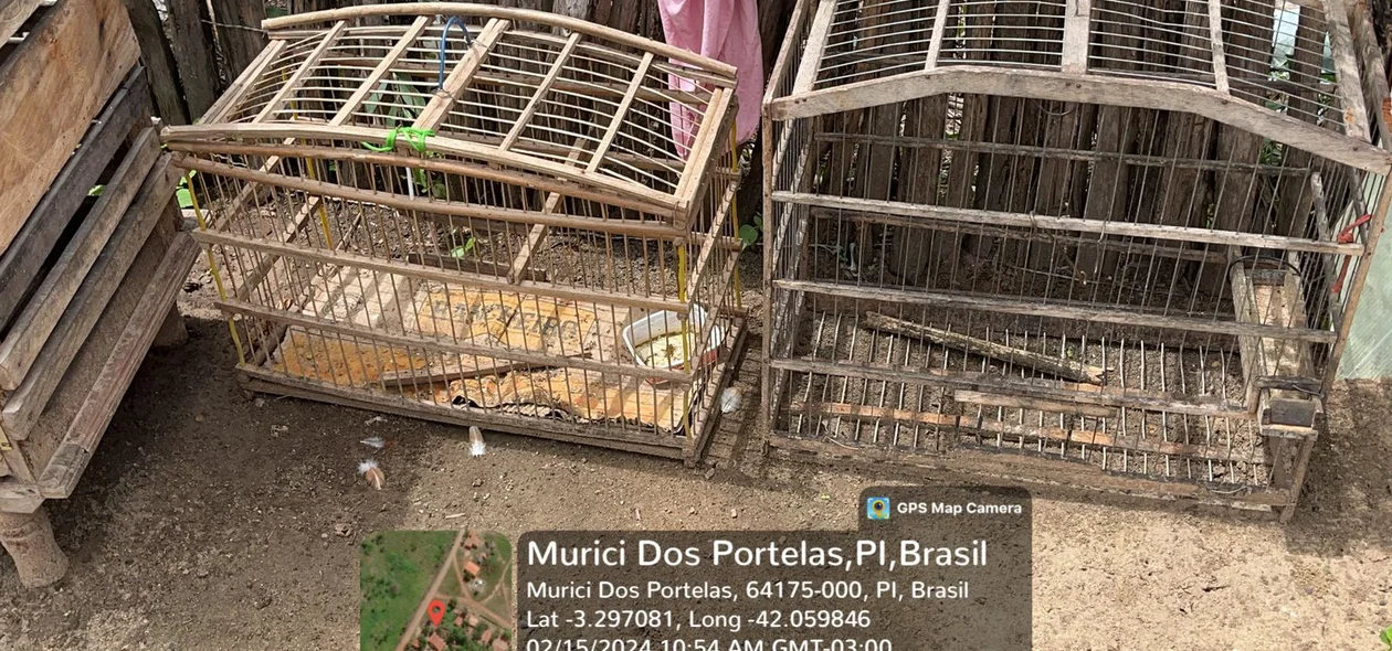 Gaiolas em que aves eram colocadas