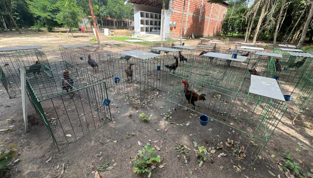 Galos de briga avaliados em R$ 500 mil eram utilizados para arrecadar dinheiro para facção