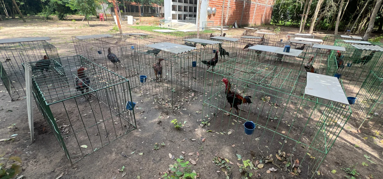 Galos de briga avaliados em R$ 500 mil eram utilizados para arrecadar dinheiro para facção