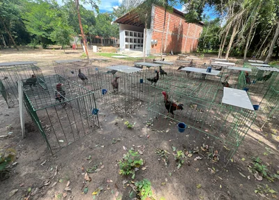 Galos de briga avaliados em R$ 500 mil eram utilizados para arrecadar dinheiro para facção