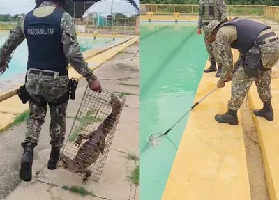 Jacaré foi capturado pela PM na UFPI