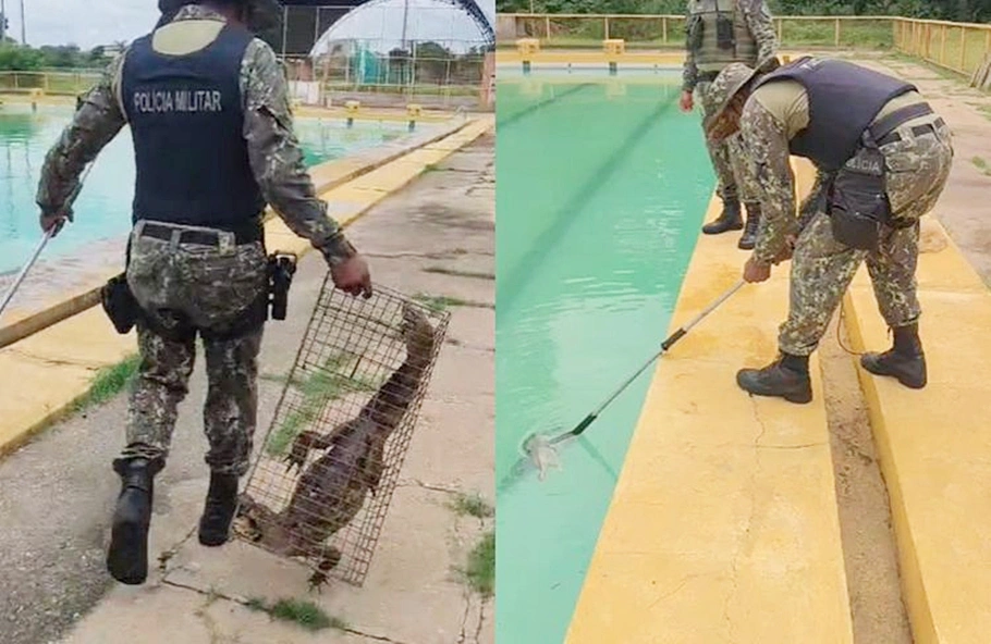 Jacaré foi capturado pela PM na UFPI