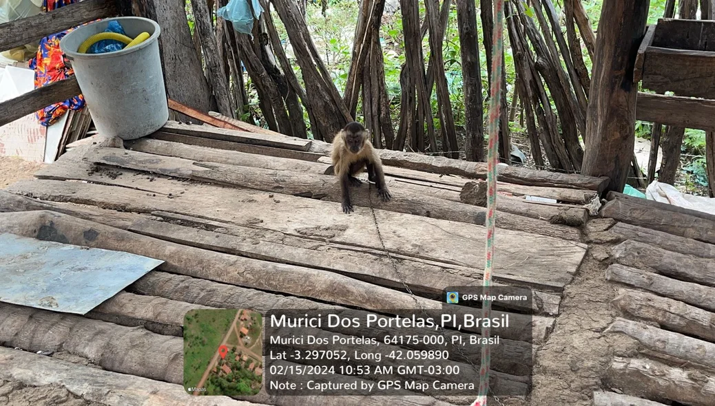 Macaco-prego foi resgatado
