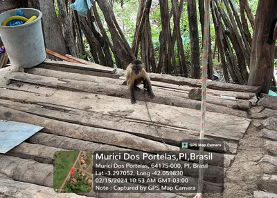 Macaco-prego foi resgatado