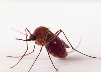 Mosquito transmissor da Febre Oropouche