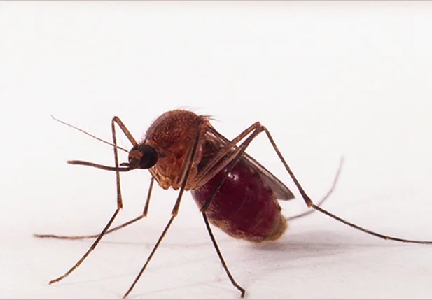 Mosquito transmissor da Febre Oropouche