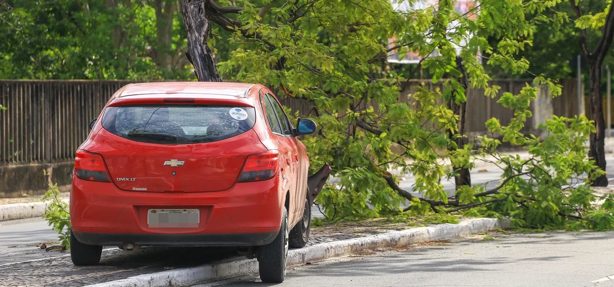 Veículo subiu o canteiro central da avenida e colidiu na árvor