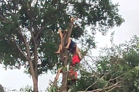 Vídeo registrou o resgate do homem que ficou pendurado em árvore após sofrer descarga elétrica