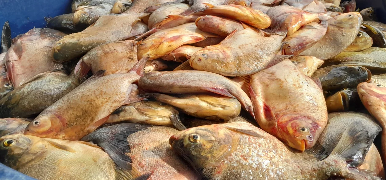 4 toneladas de peixes
