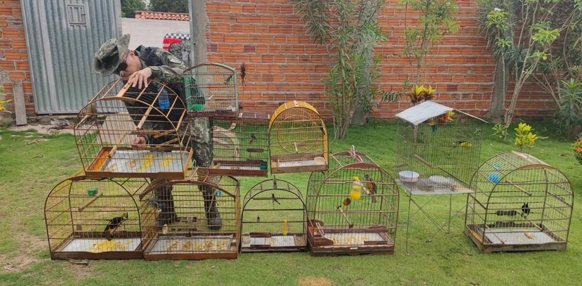 Algumas aves foram soltas em área de mata