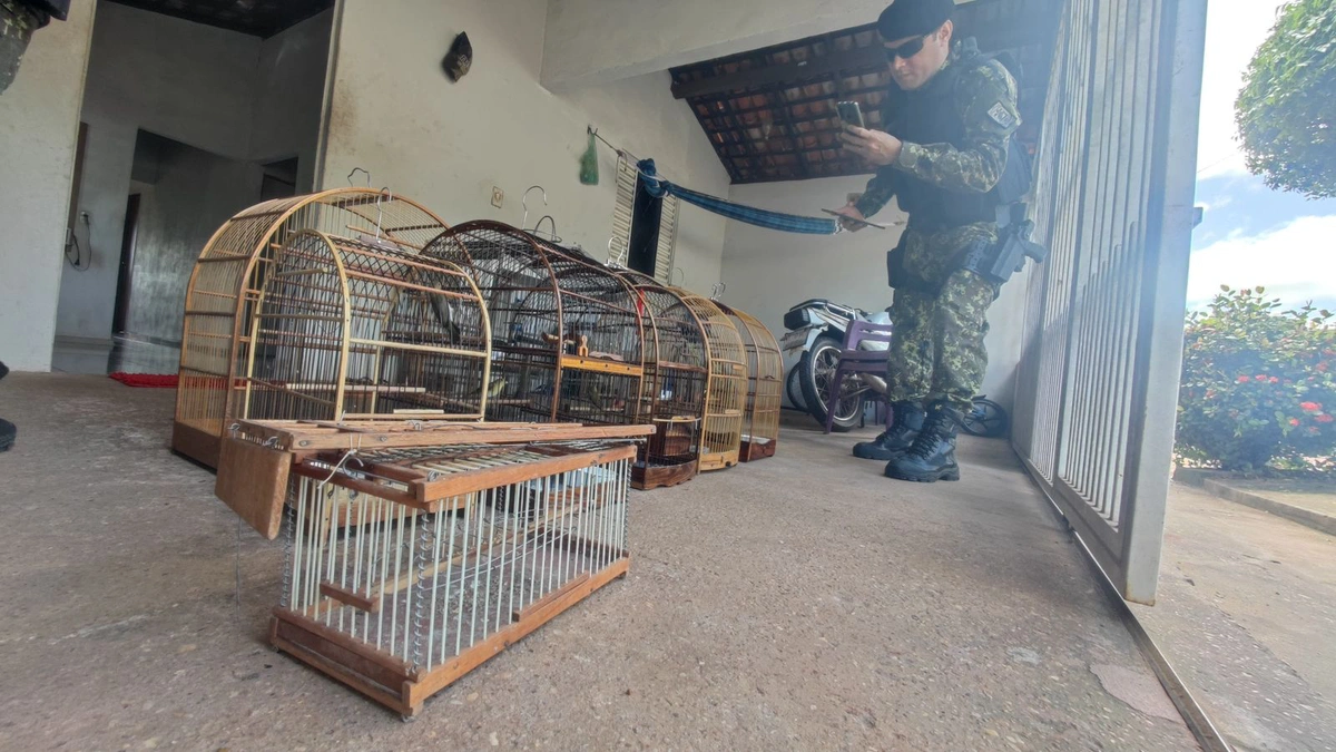Animais em gaiolas
