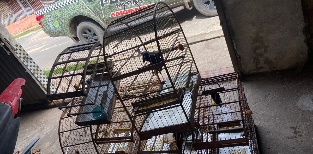 Animais eram mantidos em cativeiro