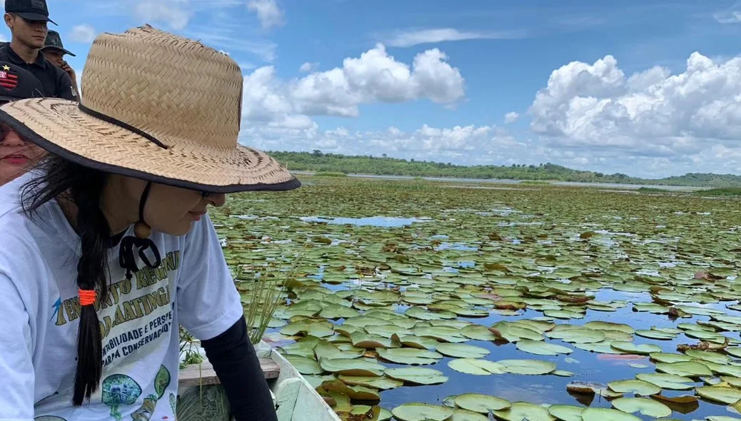 Após as coletas, as plantas foram prensadas