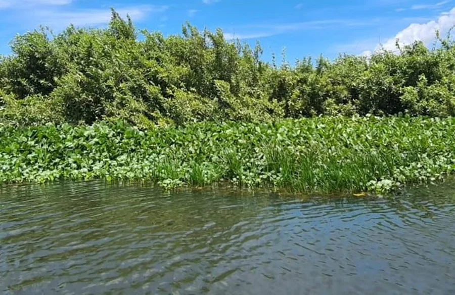 As plantas foram encaminhadas para o Herbário da UFDPAR