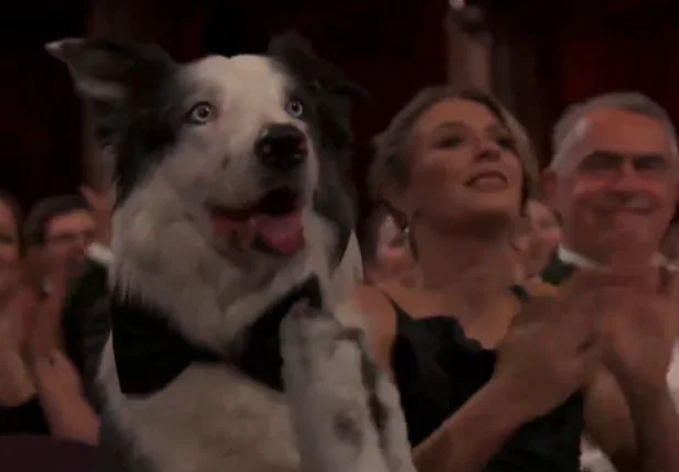 Cachorro Messi aplaudiu Robert Downey Jr