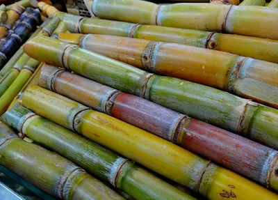 Cana-de-açúcar