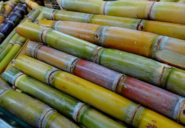 Cana-de-açúcar