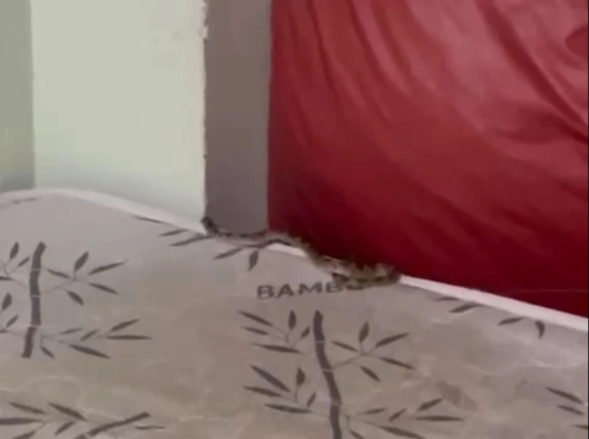 Cobra estava rastejando na cama do dormitório dos médicos no HEDA