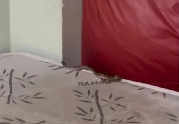 Cobra estava rastejando na cama do dormitório dos médicos no HEDA