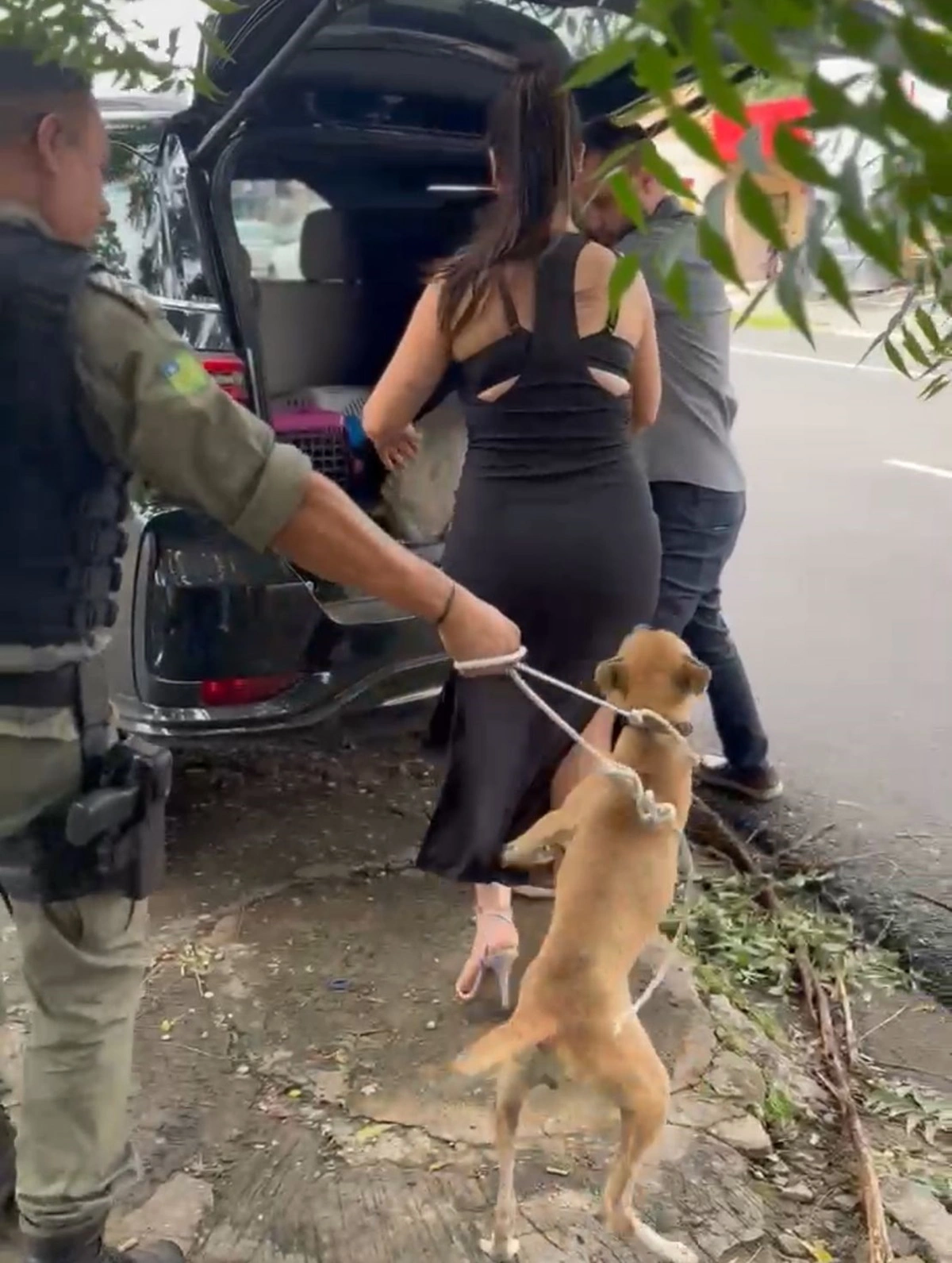 Equipes da Polícia Militar realizaram o resgate dos animais