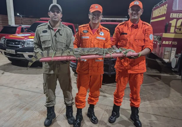 Jacaré foi encontrado dentro de casa na zona urbana de Picos