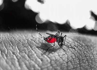 Mosquito da dengue