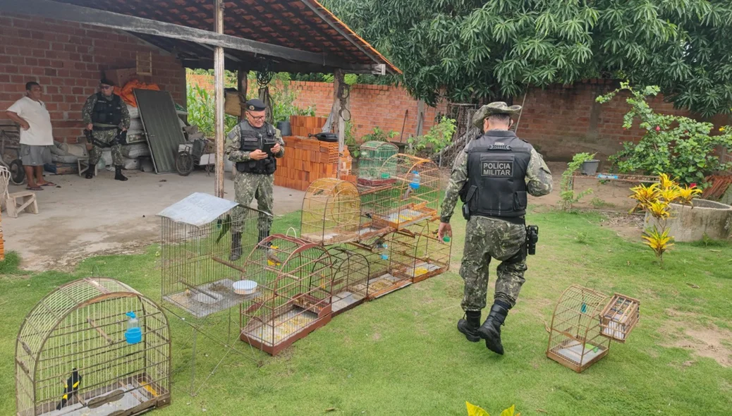 Operação resgatou cerca de 50 aves silvestres