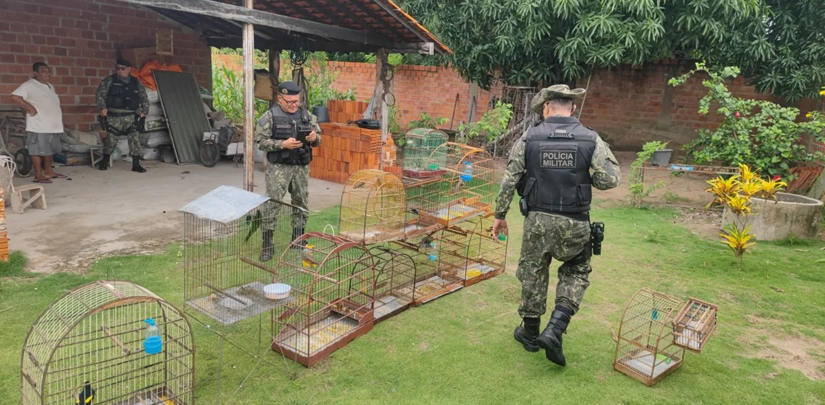 Operação resgatou cerca de 50 aves silvestres