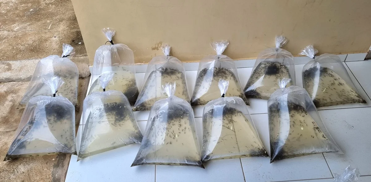 Os produtores que receberam os alevinos são das comunidades rurais
