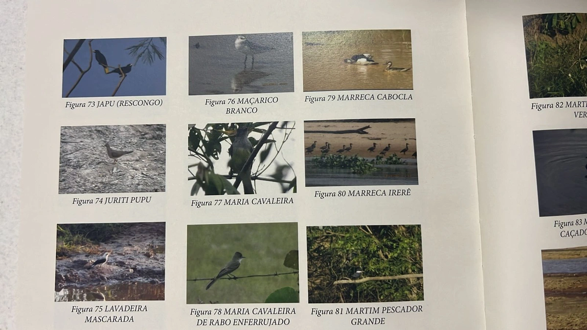 Publicação de livro sobre aves em União