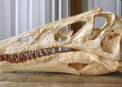 Réplica do crânio do Irritator challengeri feita por meio de impressora 3D