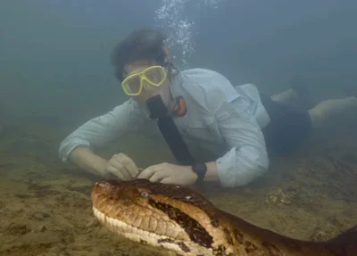 Sucuri gigante que viralizou na internet é encontrada morta no MS