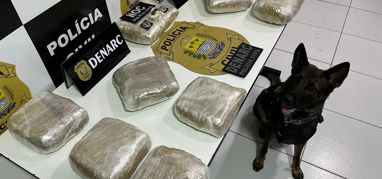 Supermaconha apreendida pelo DENARC