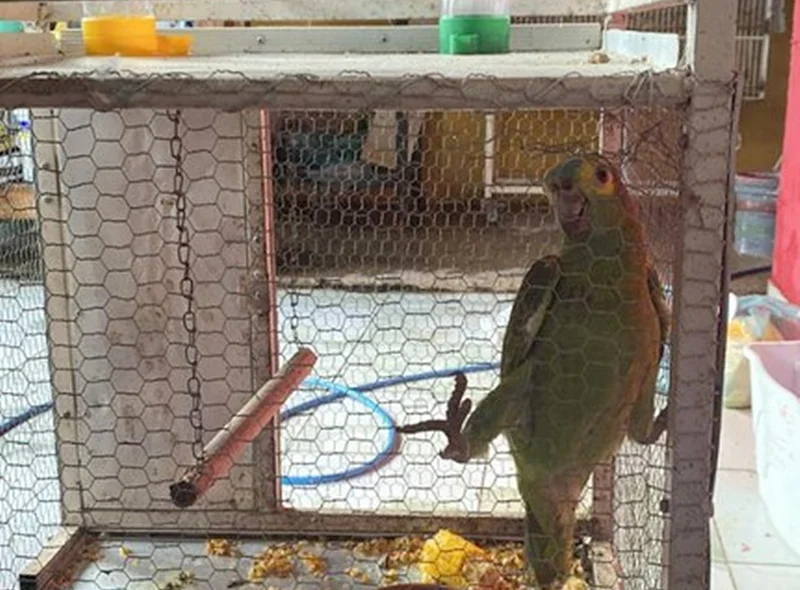 Animal silvestre vivia em cativeiro