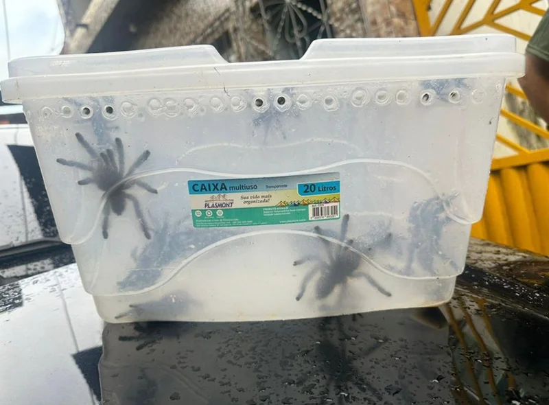 Aranhas eram comercializadas ilegalmente