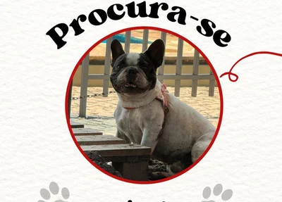 Cachorro desapareceu neste sábado (06)