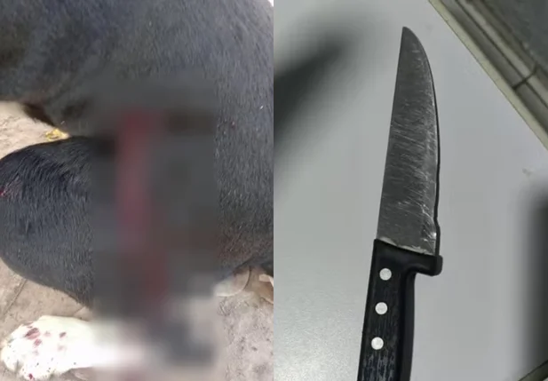 Cachorro foi esfaqueado dentro de casa