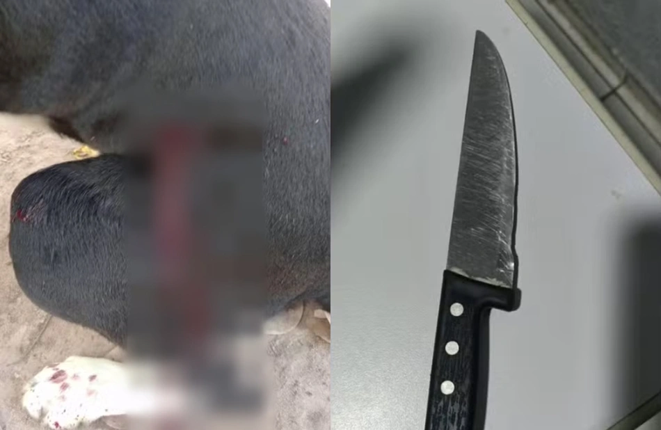 Cachorro foi esfaqueado dentro de casa