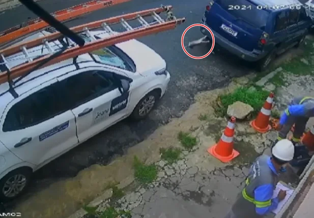 Câmera flagrou o momento em que o gato foi arremessado pelo terceirizado da Equatorial Piauí