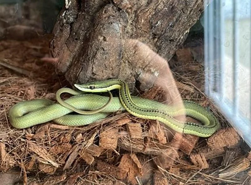 Cobra apreendida pela PF