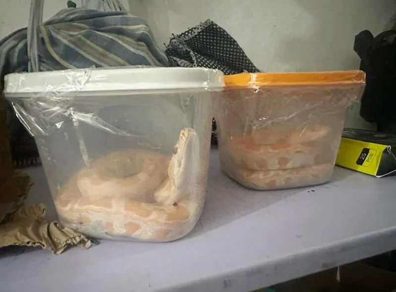 Cobras serão devolvidas ao habitat natural