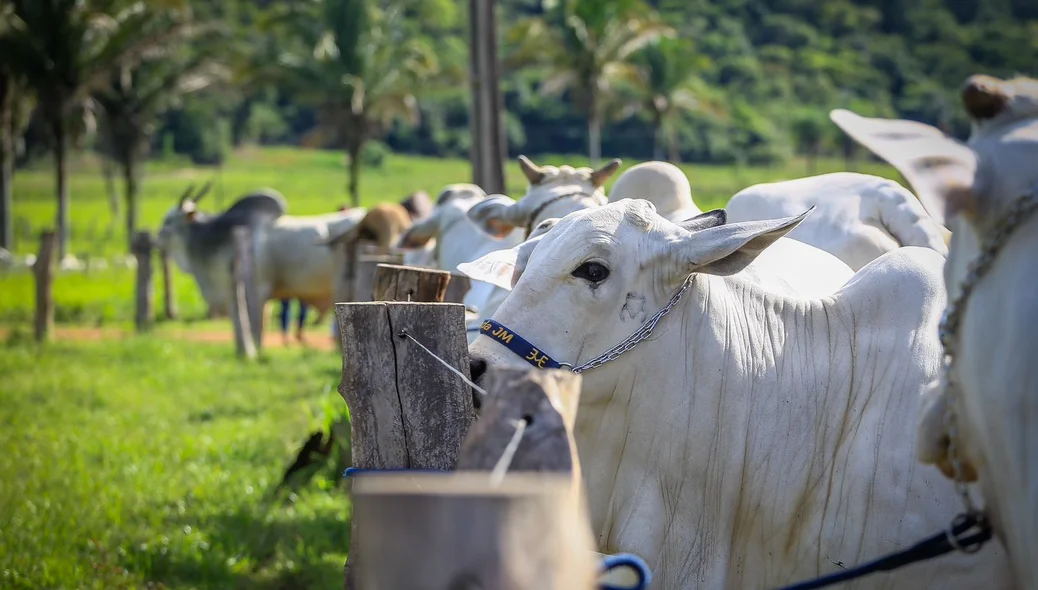 Governo lança ultima campanha contra febre aftosa no Piauí