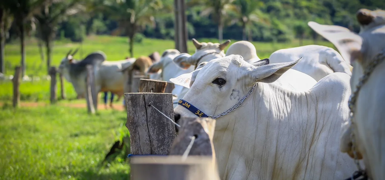 Governo lança ultima campanha contra febre aftosa no Piauí