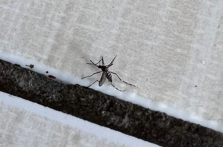 Mosquito da dengue