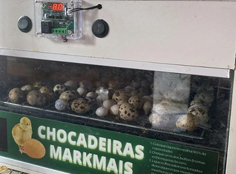 Ovos de aranhas apreendidos