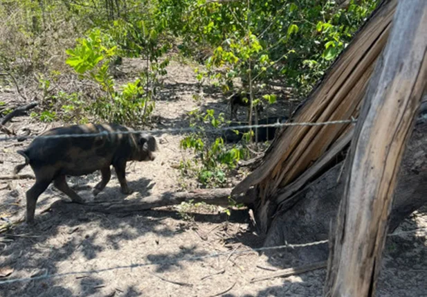 Registro de foco de peste suína clássica no Piauí