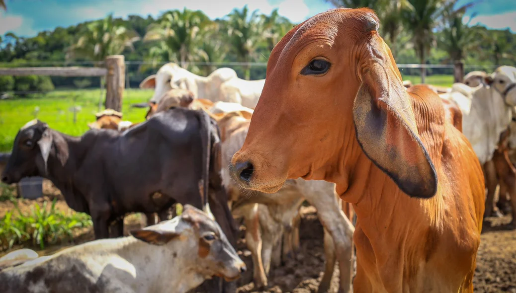 Vacinação contra febre aftosa