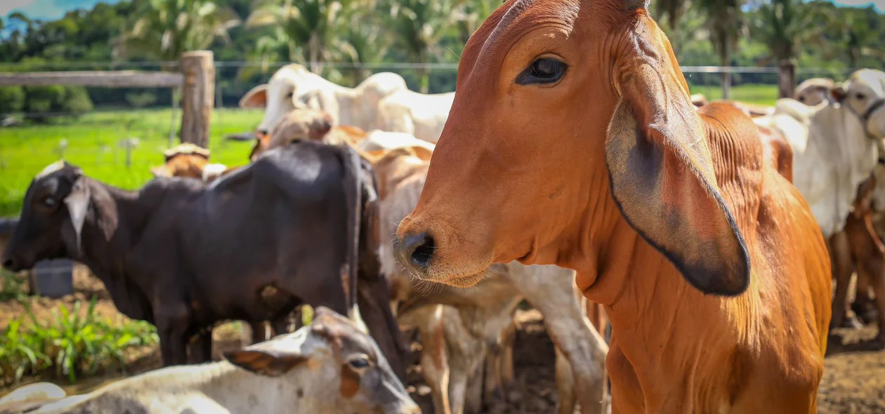 Vacinação contra febre aftosa