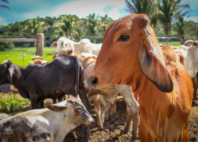 Vacinação contra febre aftosa